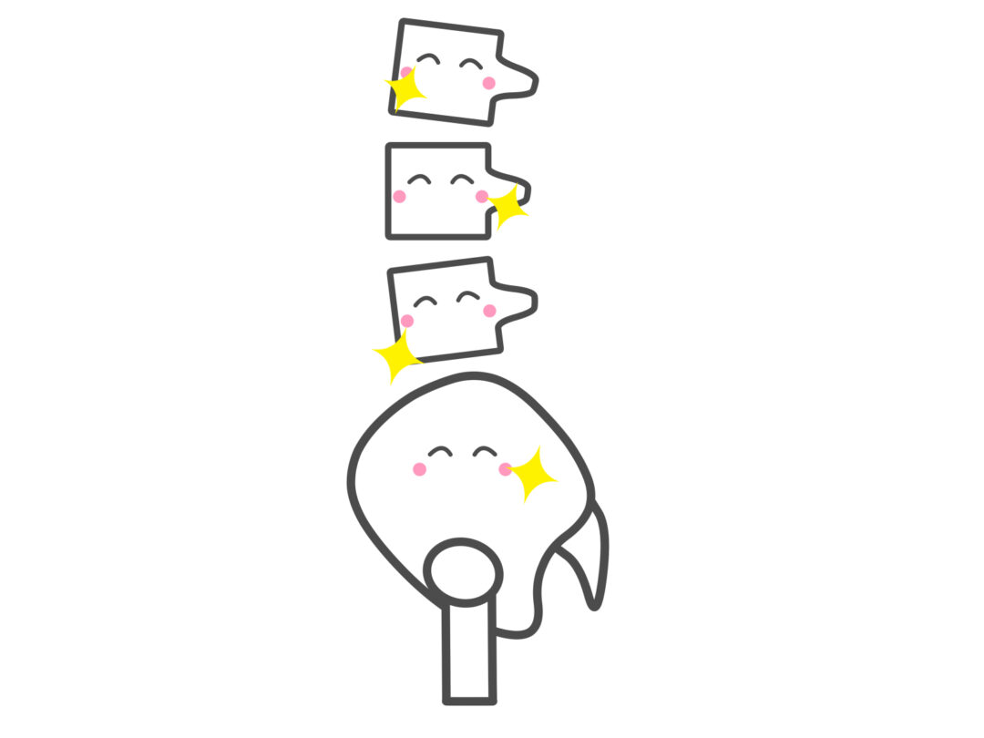 綺麗な骨格は自身の健康に大きく貢献